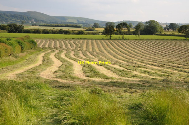 Photo 6"x4" Haymaking at Kinnerton Kinnerton\/SO2463 c2012