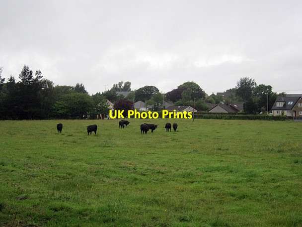 Photo 6"x4" Aberdeen Angus cattle Dundonald\/NS3634 c2012