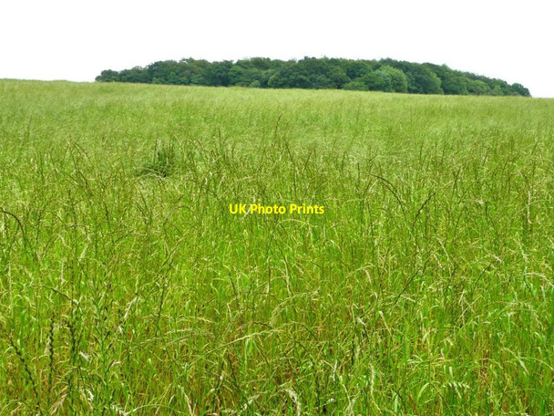 Photo 6"x4" Hay meadow east of Stockheld Lane Arthursdale c2012