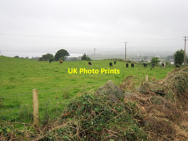 Photo 6"x4" Cattle, Carrigans Carrigans c2012
