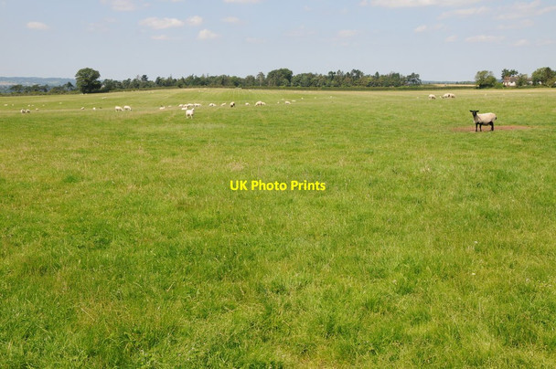 Photo 6"x4" Sheep in a field near Shenstone Shenstone\/SO8673 c2012