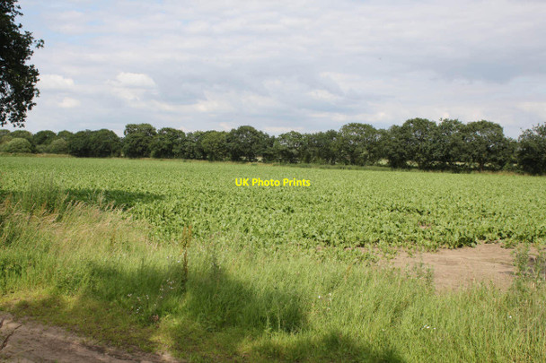 Photo 6"x4" Sugar beet crop  Spalford c2012