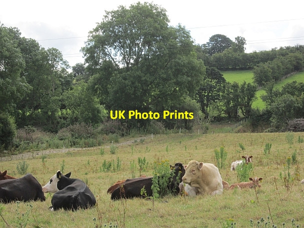 Photo 6"x4" Cattle by Castlegore Road Castlederg c2012