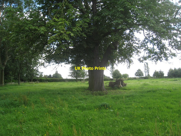 Photo 6"x4" Field at Normanton on Trent Normanton on Trent c2012