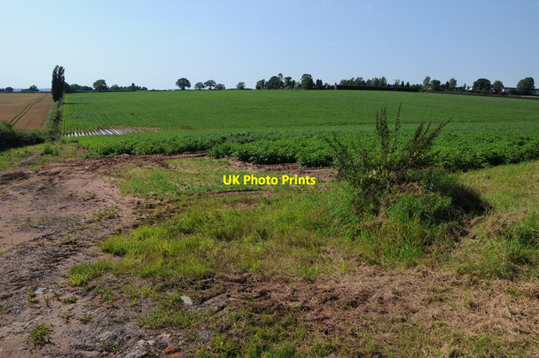 Photo 6"x4" Field of potatoes Podmoor c2012
