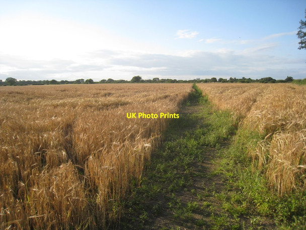 Photo 6"x4" Footpath to Spalford Spalford c2012