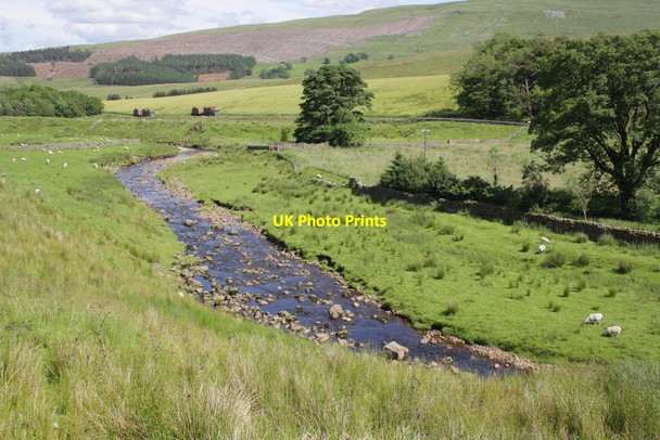 Photo 6"x4" Widdale Beck and sheep pasture Dairy Fm\/SD8287 c2012