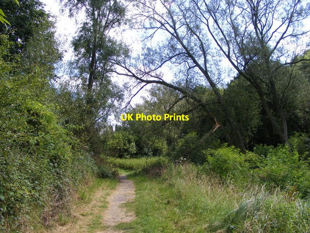 Photo 6"x4" Baggeridge Broken Tree Sedgley c2012