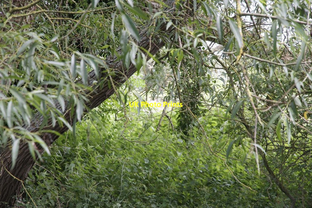 Photo 6"x4" Pillbox through the trees Lechlade on Thames c2012