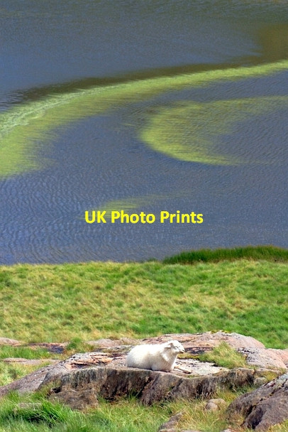 Photo 6"x4" Llyn Teyrn Llyn Teyrn c2012