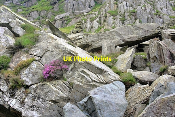 Photo 6"x4" Bell Heather and Rock Debris Tal y Llyn Ogwen c2012