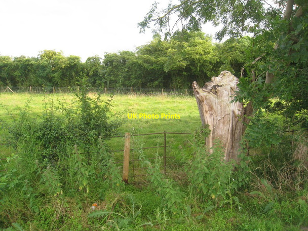 Photo 6"x4" Tree stump at North Reston Legbourne c2012