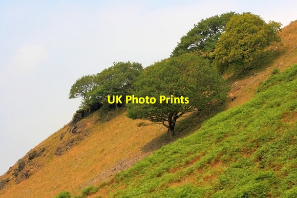 Photo 6"x4" Trees on the Slope of Coed Troed-y-rhiw Strata Florida c2012