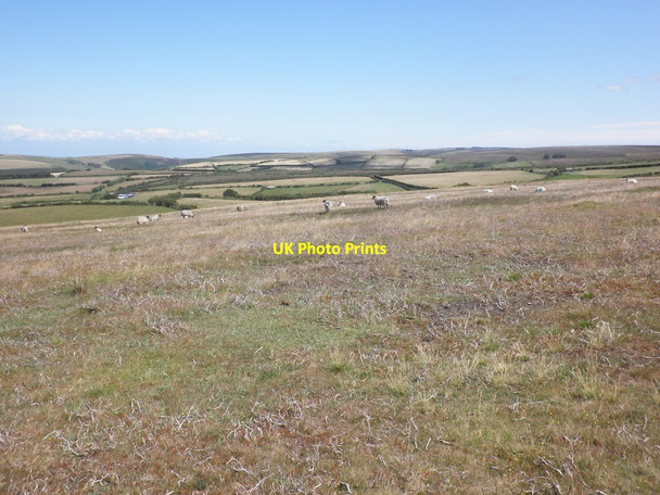 Photo 6"x4" Grazing sheep, on the side of Shilstone Hill Brendon\/SS7647 c2012