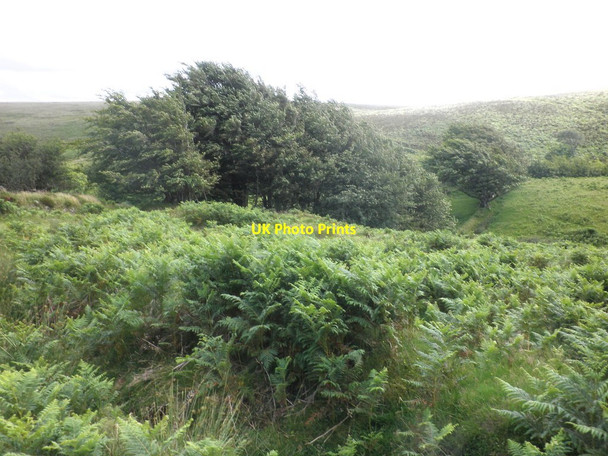 Photo 6"x4" Belt of trees, above Hoccombe Combe Malmsmead c2012