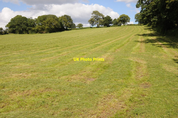 Photo 6"x4" Haymaking on Carpenter's Hill Carpenter's Hill\/SP0770 c2012