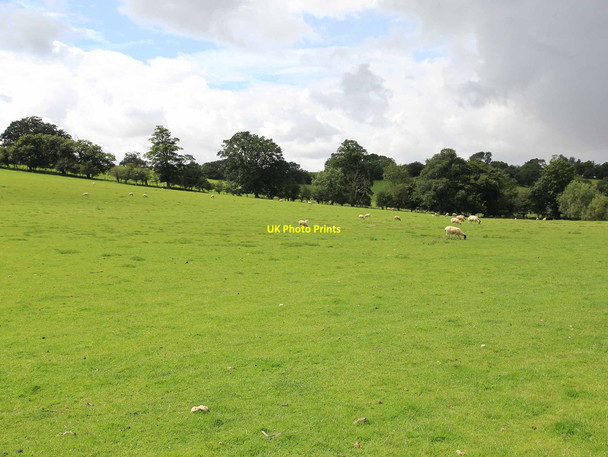 Photo 6"x4" Sheep on Hobb Hill Bloxham c2012