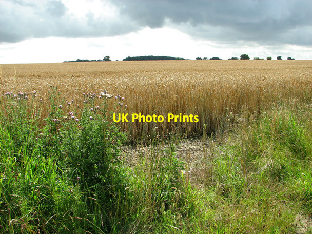 Photo 6"x4" Wheat crop south of Bungay Road Stockton\/TM3894 c2012