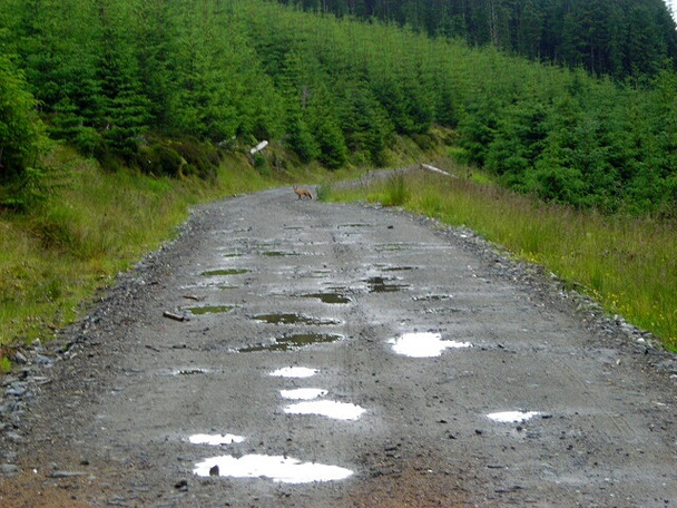 Photo 6"x4" Track in Strathyre Forest Strathyre\/NN5617 c2008