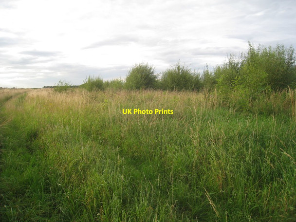 Photo 6"x4" New plantation off Fiftyeights Road Blaxton\/SE6700 c2012