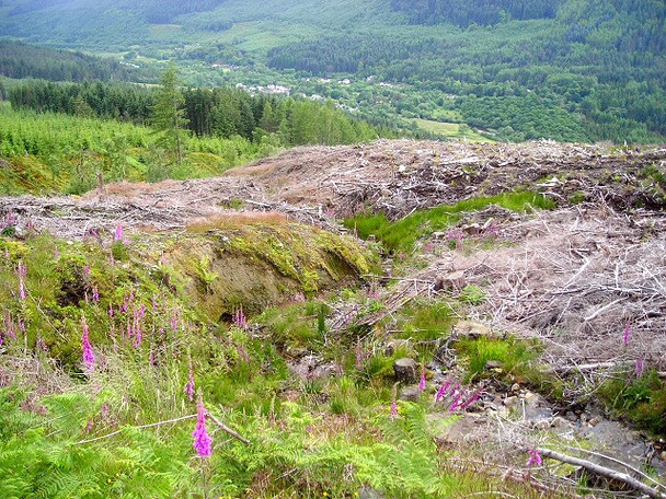 Photo 6"x4" Felled Wood in Strathyre Forest Strathyre\/NN5617 c2008