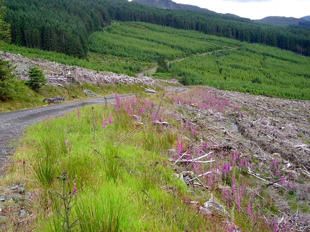 Photo 6"x4" Strathyre Forest Strathyre\/NN5617 c2008