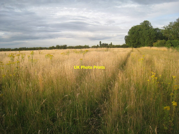 Photo 6"x4" Grass field off Fiftyeights Road Blaxton\/SE6700 c2012
