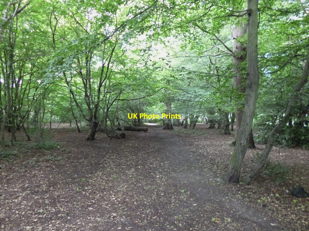 Photo 6"x4" East Finchley, Cherry Tree Wood Finchley c2012