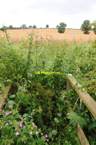 Photo 6"x4" The pleasures of walking in the summer #2 Callow Marsh c2012