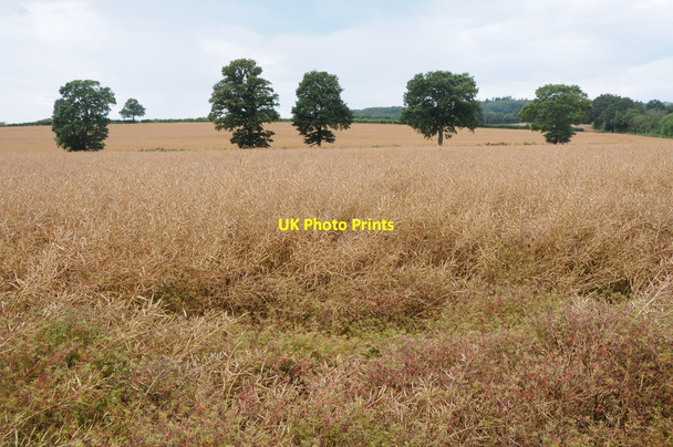 Photo 6"x4" Oak trees and oilseed rape Callow Marsh c2012