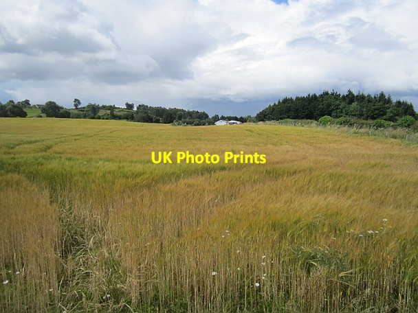 Photo 6"x4" Ripening barley Forgandenny c2012