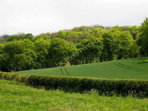 Photo 6"x4" Farmland and Hartridge Lye Wood Ashampstead Green c2005