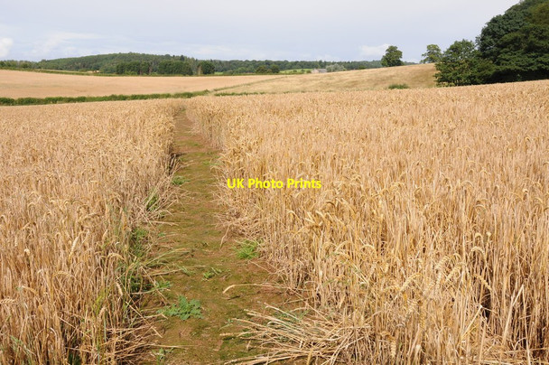 Photo 6"x4" Footpath through a wheat field Canon Frome c2012