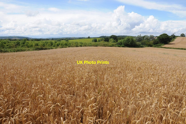 Photo 6"x4" View to the west from near Walsopthorne Farm Canon Frome c2012