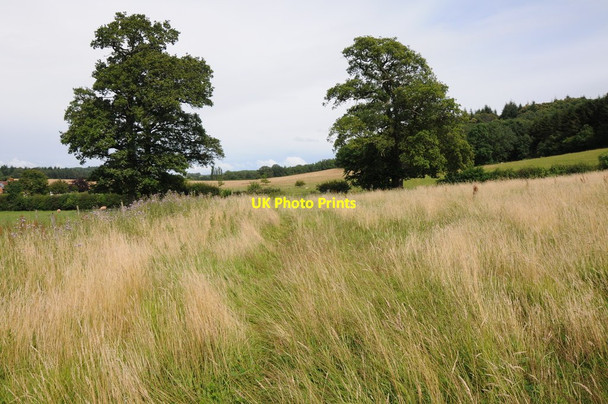 Photo 6"x4" Trees near Hansnett Farm Canon Frome c2012