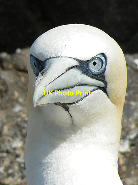 Photo 6"x4" Northern Gannet (Morus bassanus) Bass Rock c2012