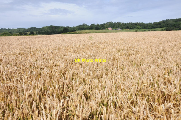 Photo 6"x4" Wheat field and Old Birchend Birchend c2012