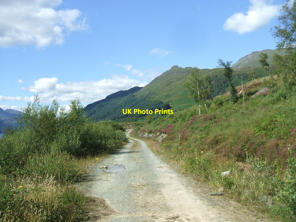 Photo 6"x4" Track in Rowardennan Forest Rowardennan c2012