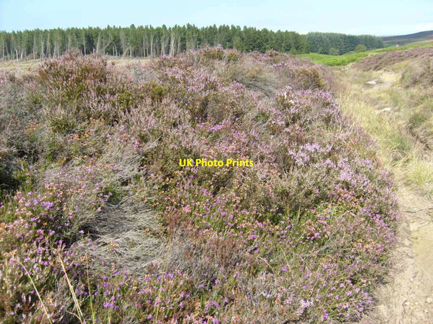 Photo 6"x4" Heather beside Robin Hood's Bay Road Blea Hill Beck c2012