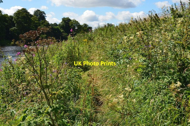 Photo 6"x4" Overgrown path by the Teviot Kelso c2012