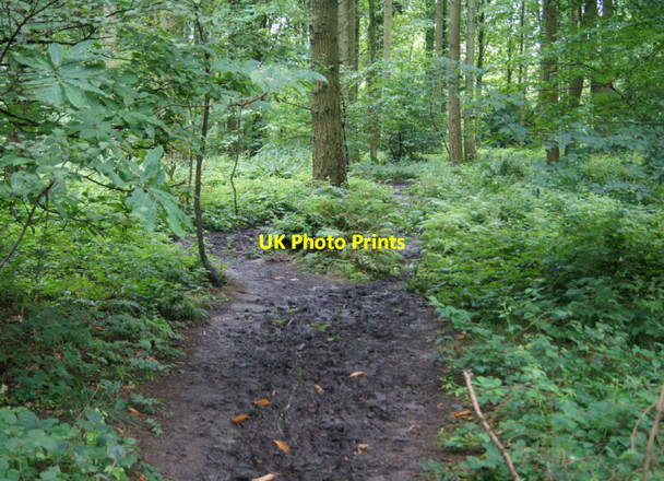 Photo 6"x4" Summer in High Wood Four Marks c2012