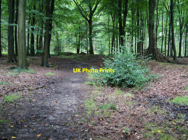 Photo 6"x4" Park Pale in High Wood Four Marks c2012