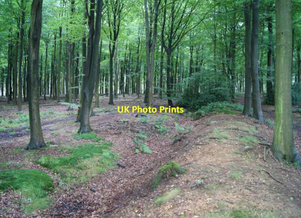 Photo 6"x4" Park Pale in High Wood Four Marks c2012 P1