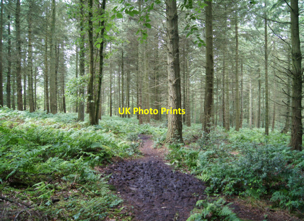Photo 6"x4" Coniferous stand - High Wood Dry Hill\/SU6536 c2012