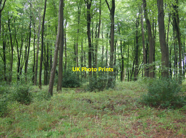 Photo 6"x4" Northwest corner of Chawton Park Wood Medstead c2012