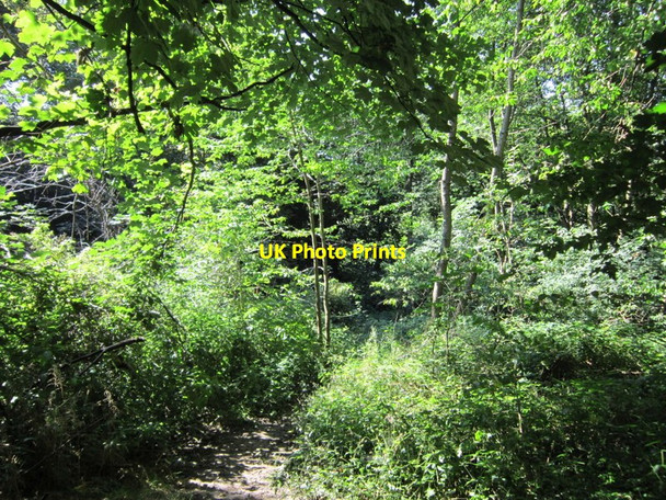 Photo 6"x4" A path in Bracken Hills Wood Chapel Allerton\/SE3037 c2012