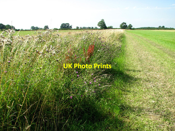 Photo 6"x4" View along a drainage ditch south of Saxlingham Green Hempnall c2012
