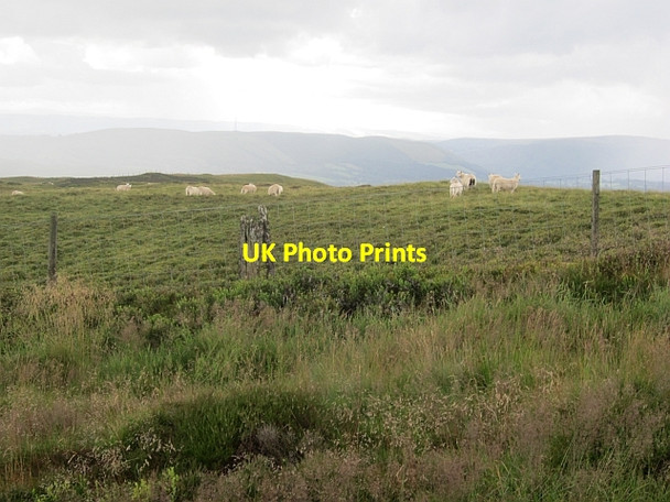 Photo 6"x4" Camlo Hill summit area Abbeycwmhir c2012