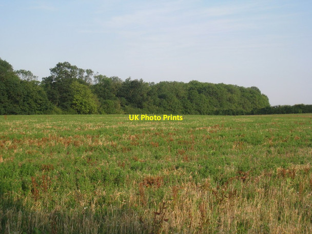 Photo 6"x4" Ash Holt from the path between Blankney and Scopwick (2) Scopwick c2012