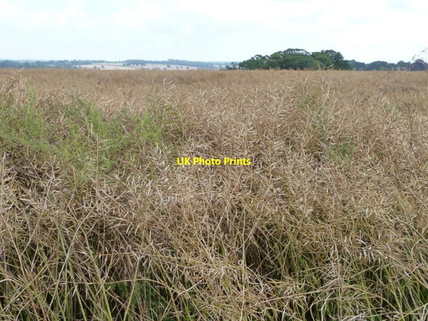 Photo 6"x4" Oilseed rape field Ridlington\/SK8402 c2012